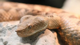 Poskok