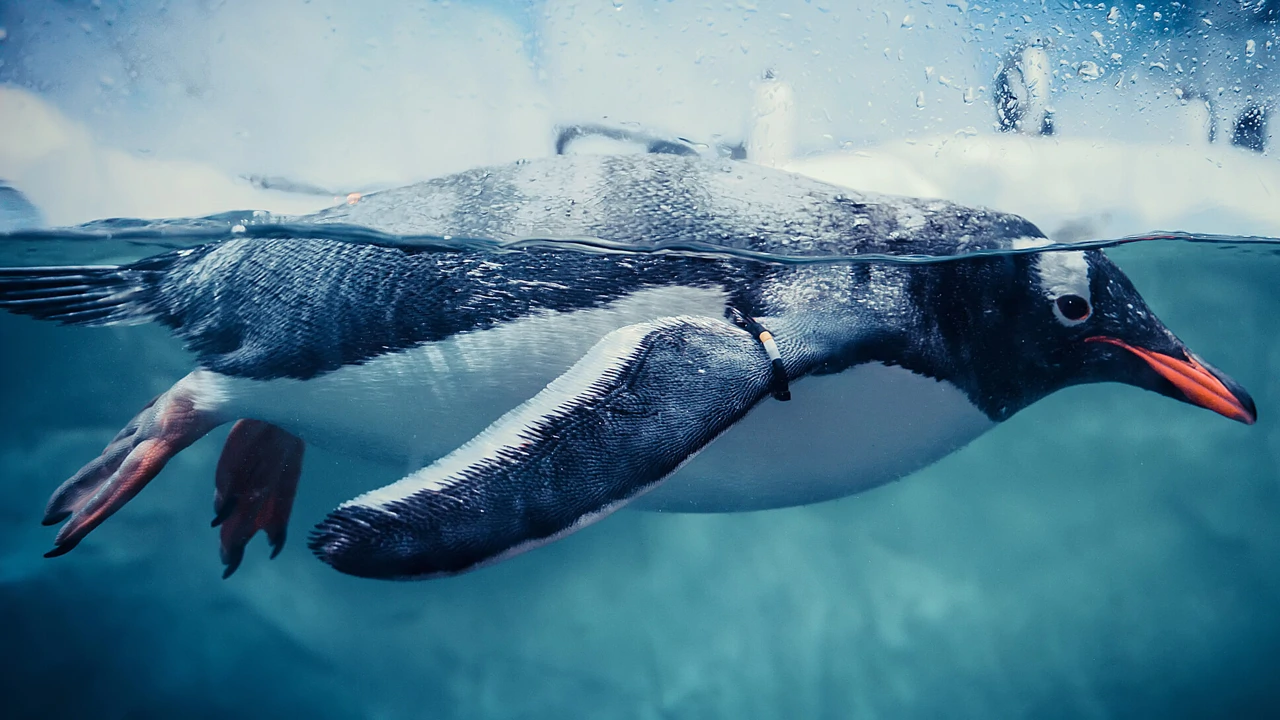 Nedjelja, 22. siječnja na Prvom , Foto: Pingvini: Upoznajte obitelj/dokumentarni film 