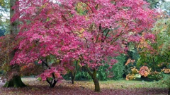 Subota, 4. travnja na Prvom, Foto: Tajni život drveća: Mladost/dokumentarna serija