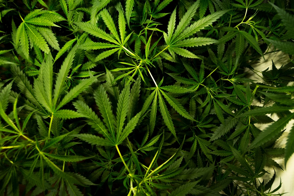 SAD reklasificira marihuanu kao 