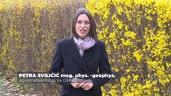 Petra Sviličić