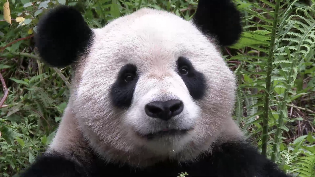 Srijeda, 16. rujna na Prvom, Foto: Četiri godišnja doba u carstvu velikih panda/dokumentarna serija