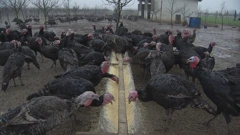 Farma purana