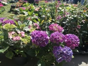 Festival cvijeća i drveća, Foto: HRT/Radio Osijek