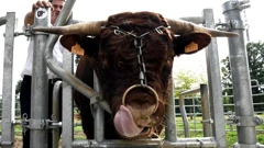 Salers park u Staroj Kapeli