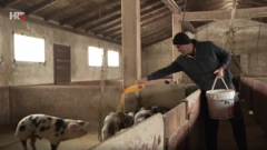 Obnova stočarstva nakon potresa
