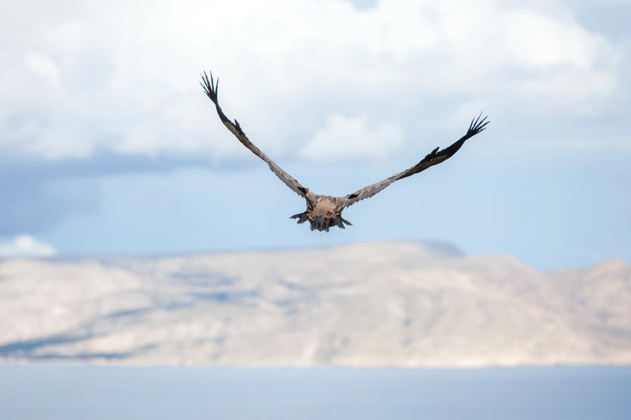 bjeloglavi sup u letu, Foto: Nel Pavletic /Pixsell