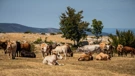 Cows