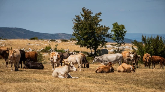 Cows