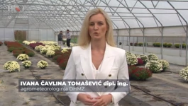 Ivana Čavlina Tomaševiić
