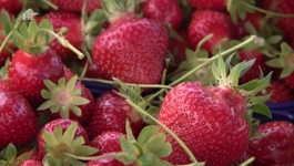 Jagode