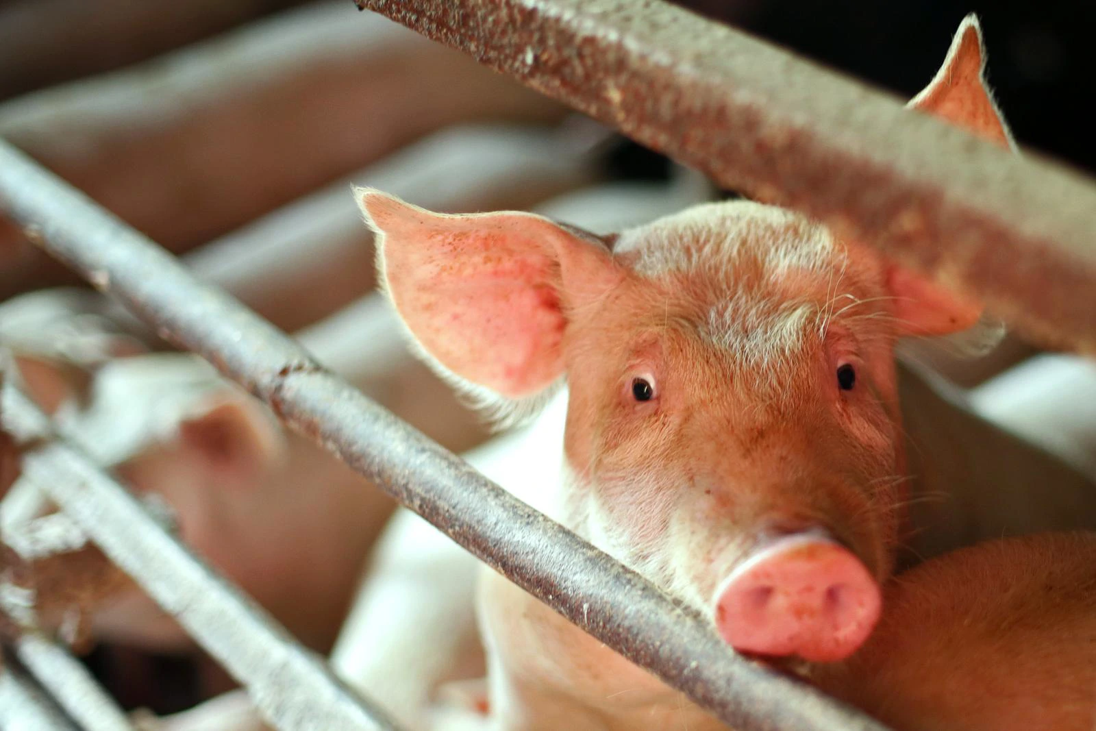 Jagić: Kopnjenje zaliha žitarica moglo bi utjecati na cijene mesa