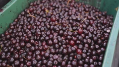 Maraska