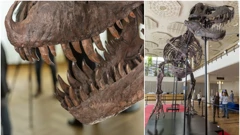 Skelet tiranosaura 'Trinity'