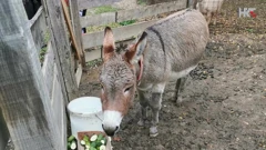 Miško je trebao završiti u kobasicama, Foto: Eli Lazarova Sladić/Odjel web i multimedija