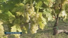 Mladi vinari vraćaju brodskom vinogornju staru slavu