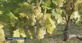 Mladi vinari vraćaju brodskom vinogornju staru slavu