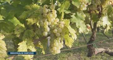 Mladi vinari vraćaju brodskom vinogornju staru slavu