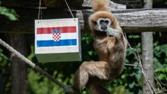Kent prognozirao pobjedu u utakmici Hrvatske protiv Škotske