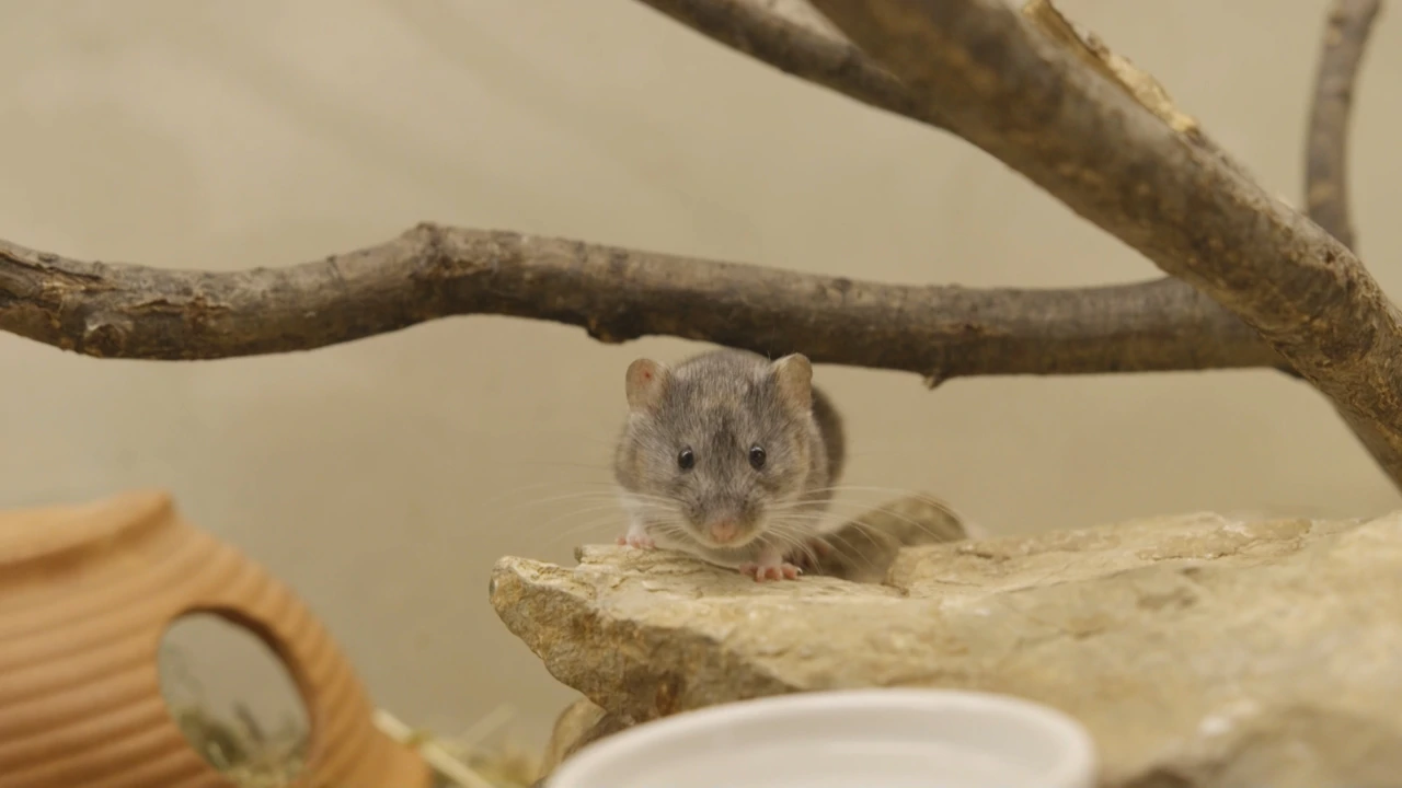 Subota, 14. ožujka na Prvom , Foto: Divlja ZOOna/dokumentarna serija 