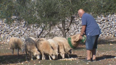 Lošinj, Foto: HTV/HRT