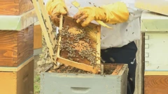 Pomor pčela, Foto: HTV/HRT