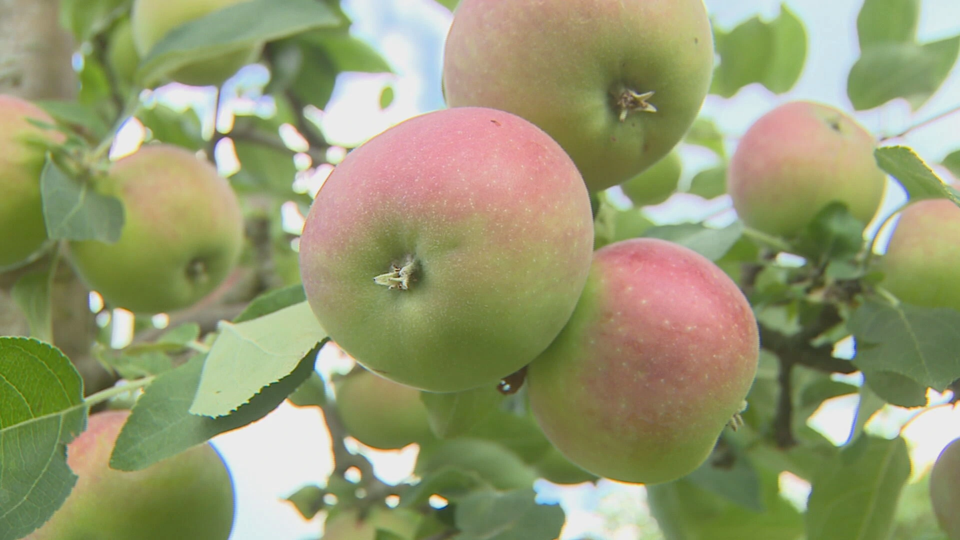 Teška godina za voćare: Probleme im zadaju nametnici, klimatske promjene...