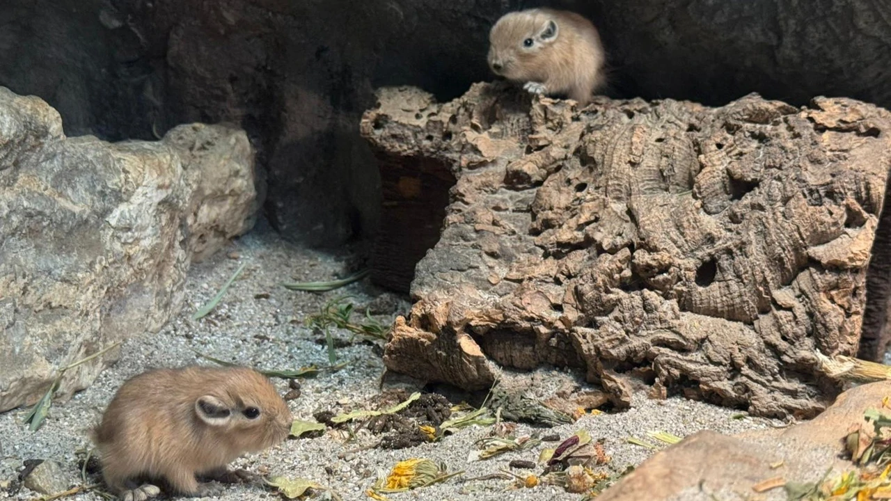 Maleni gundiji, Foto: ZOO Zagreb/ZOO Zagreb