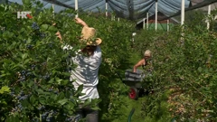 Obitelj Lisjak rad proizvode od borovnica 