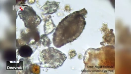 Slatkovodna tubotalmidna foraminifera