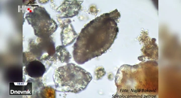 Slatkovodna tubotalmidna foraminifera