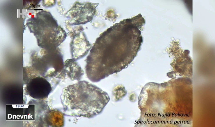 Slatkovodna tubotalmidna foraminifera