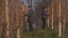 Vinogradari u Gornjem Međimurju počeli s rezidbom loze