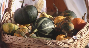 Bučijada