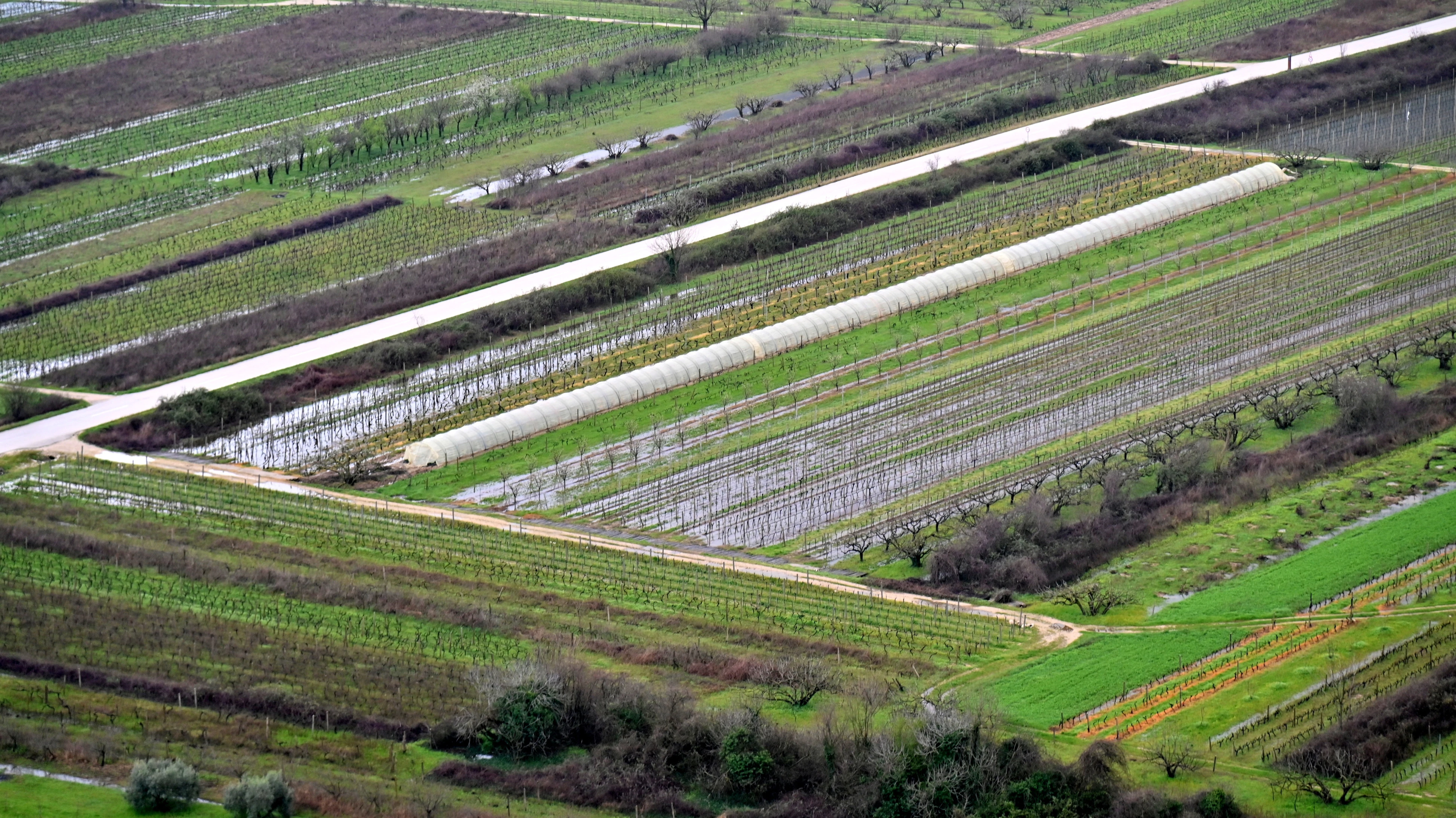 Matica u vrgoračkom polju izlila se iz toka, vinogradi pod vodom
