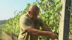 Vinogradari se moraju prilagođavati promjenama