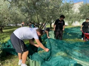 Učenici u berbi u školskom masliniku, Foto: OŠ Bartula Kašića/Radio Zadar
