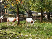 Sabljorogi oriksi, Foto: ZG Zoo/HRT