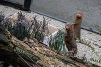 Djelatnici ZOO-a životinjama uručili božićne darove, Foto: Davor Puklavec/Pixsell