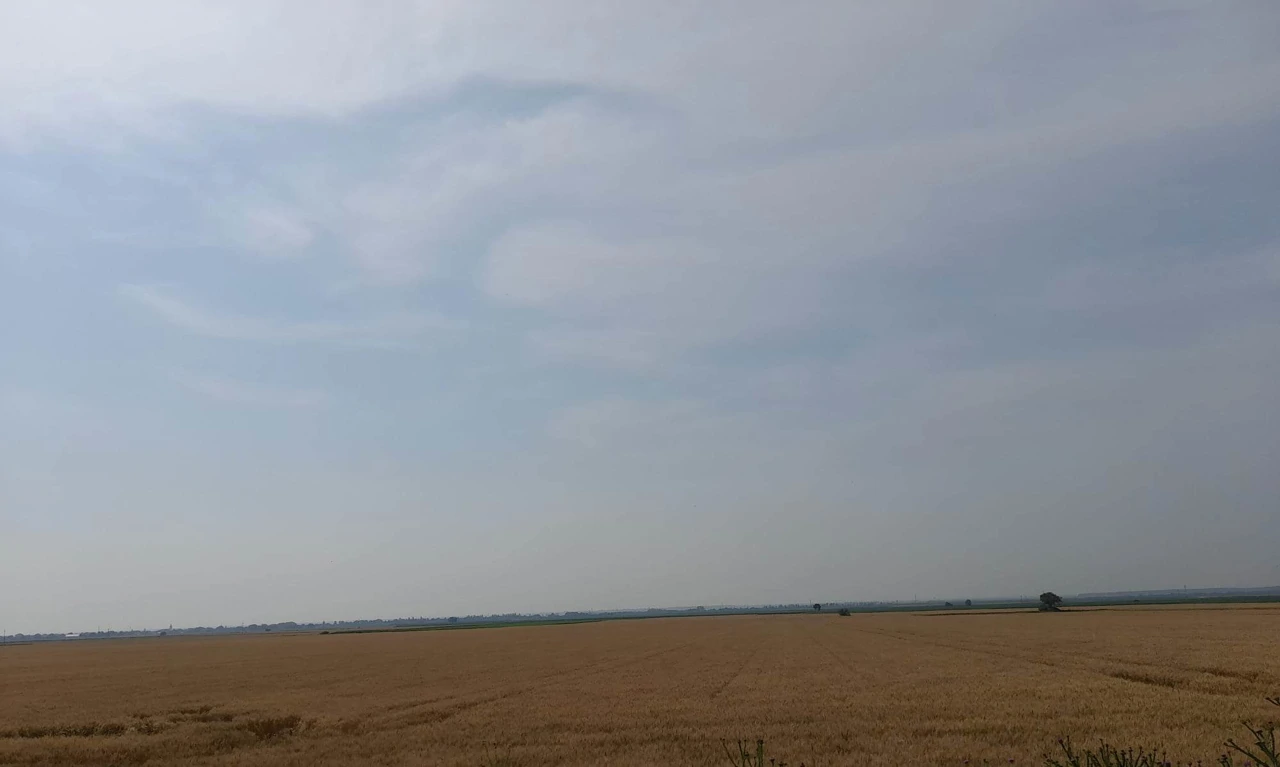 Žetva ječma u Baranji na 50 posto - podbacili i prinos i kvaliteta, Foto: Mirta Milas/Radio Osijek