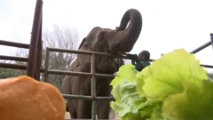 Za brijunske životinje nema zime