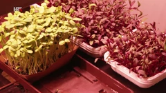 Mikropovrće, Foto: Plodovi zemlje/HRT