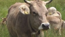 Krave zaštitnice bavarskog krajolika