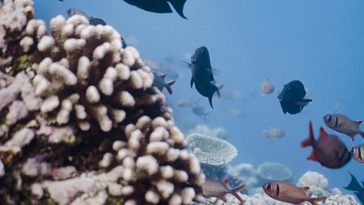 Petak, 12. rujna na Trećem, Foto: Ocean viđen srcem/dokumentarni film 