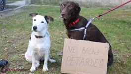 Pirotehnika je najgori neprijatelj naših kućnih ljubimaca
