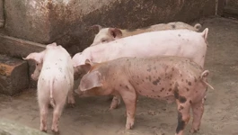 Dva nova slučaja ASK u Jagodnjaku