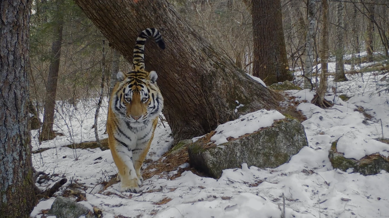 Utorak, 15. rujna na Prvom, Foto: Tajanstveno carstvo sibirskog tigra/dokumentarni film