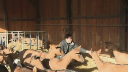 Domagoj Zlatar iz Gole prvi je uzgajivač koza u svom kraju
