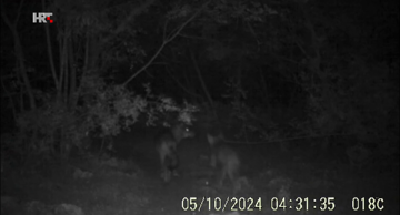 Nadzorna kamera snimila je vukove