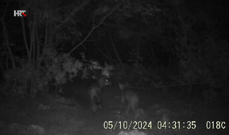 Nadzorna kamera snimila je vukove